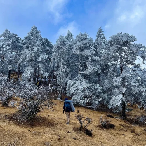 Trees-with-Snow-on-the-Sandakphu-Trek-1200x1500