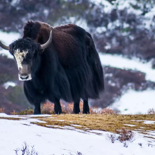b9179e4d-d61a-4965-b129-56a9fa2b148f_Goechala_GCL_Indiahikes-Sadguru-yak