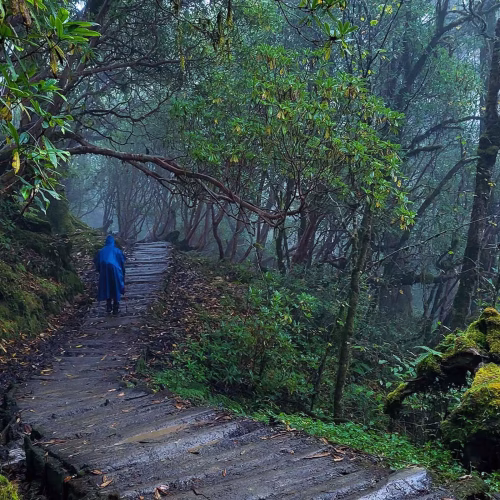 ce5bfe93-7482-4955-b190-16b5ed8fff8f_Goechala-Ganesh+Devadiga-Trekker+walking+through+misty+jungle+on+drenched+wooden-log+taril